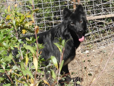 black wolf dog hybrid puppies